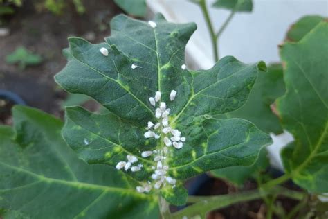 controlling whiteflies on plants.